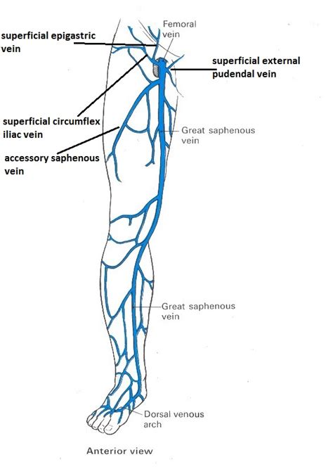 Great Saphenous Vein