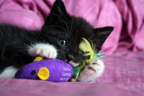 Is It Wrong To Give Catnip to Cats? - Newsweek