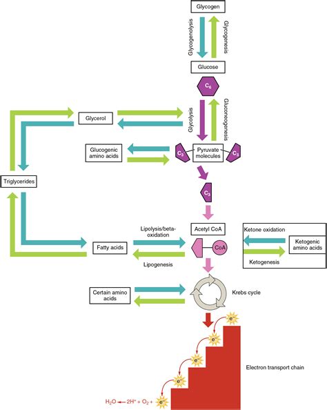 Protein Metabolism · Anatomy and Physiology