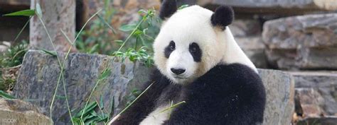 Adelaide Zoo's Panda and Friends Tour (with Entry) in Adelaide ...