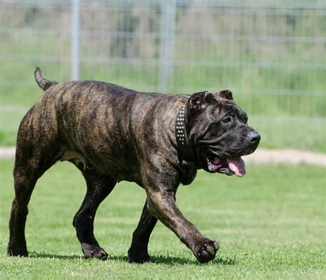 Canary Dog Temperament, Behaviors and More