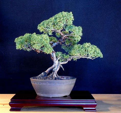 Juniperus Chinensis Shimpaku: Shimpaku Juniper | Bonsai Nut