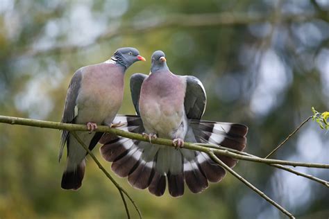 Common wood pigeon: nest, food & habitat - Plantura