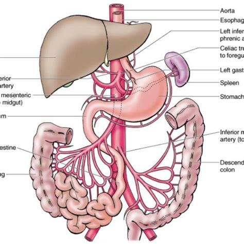 Acute mesenteric arterial Ischaemia. | Download Scientific Diagram