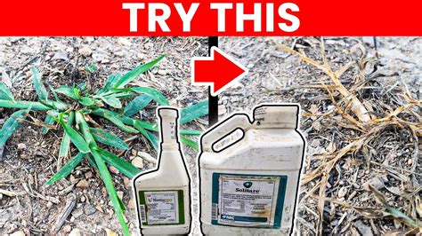 Goosegrass Weed Killer in the Lawn - Testing 2 Products - YouTube