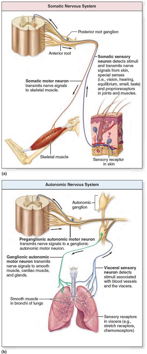 Comparison of Somatic and Autonomic Nervous Systems. The nervous system is functionally organize ...