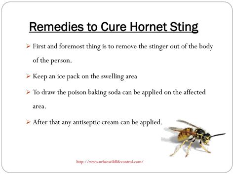 PPT - What To Do For a Hornet Sting? PowerPoint Presentation, free download - ID:7381580