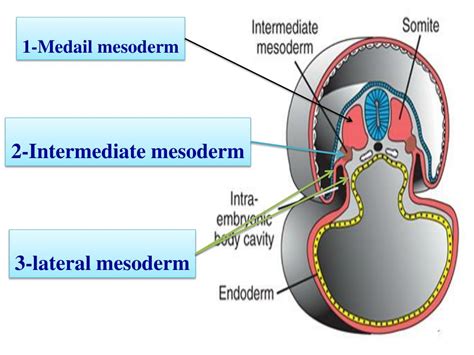 PPT - Derivatives of the ectodermal germ layer PowerPoint Presentation ...