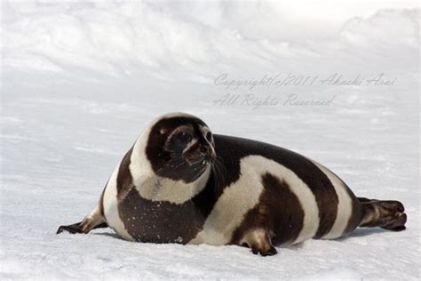 Ribbon Seal | ribbon seal Google 画像検索結果: http://www.akashiarai.com/_src ... | Animals beautiful ...