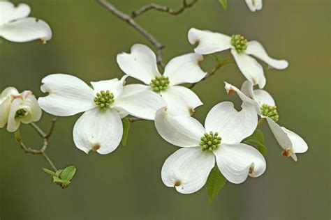 ONE GARDENER TO ANOTHER: Cross-like flowers of the dogwood tree declare it’s spring | Lifestyles ...