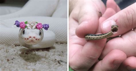 Snakes In Hats Are Actually Very Cute (Pics) | Snakes with hats, Cute ...