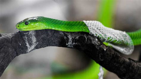 Amazing Footage Of Snake Shedding It's Skin | Snake shedding, Snake ...