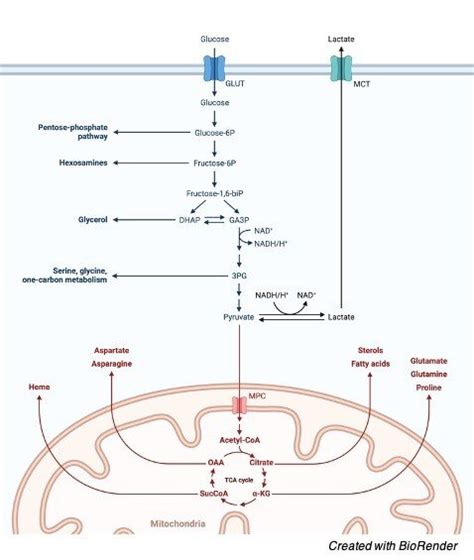 Krebs Cycle: Cellular Respiration, Full Steps With Diagram