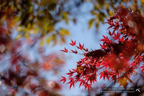 Autumn Colors - Benoa in Japan