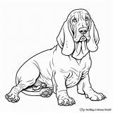Basset Hound Coloring Pages  Free & Printable sketch template