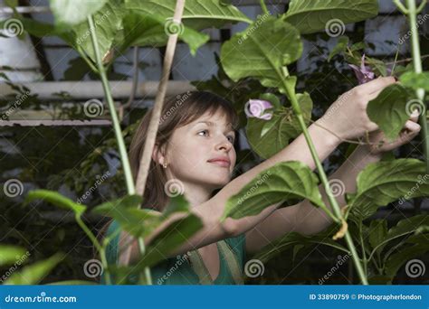 Botanist Working in Greenhouse Stock Image - Image of looking, gardener: 33890759