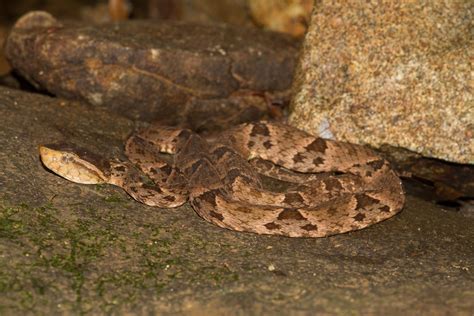 Fer-de-lance (Bothrops asper) | Brian Gratwicke | Flickr