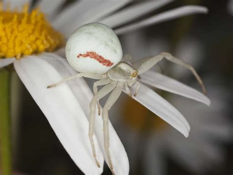 What Does It Mean When You See A White Spider? (10 Spiritual Meanings)