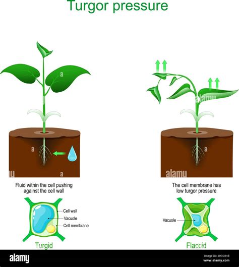 turgor pressure. Plant cells osmosis. vector illustration Stock Vector ...