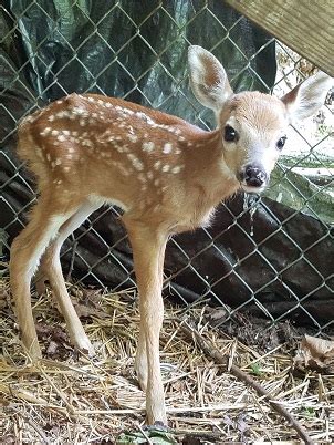 I found a fawn/baby deer — Philadelphia Metro Wildlife Center