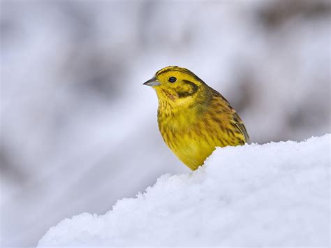 Yellowhammer Bird Facts (Emberiza citrinella) | Birdfact