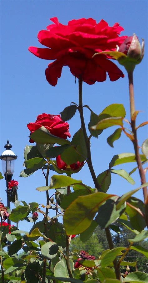 Long Stem Roses | Water fountain, Fountains, Rose