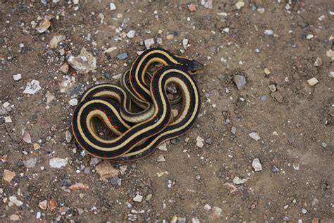 CCGP — Thamnophis sirtalis (Common Garter Snake)