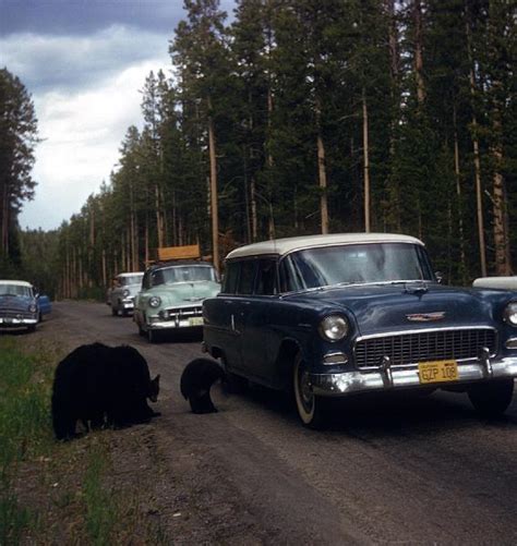 SlideAlbum/Yellowstone 1950's, 5 slides/yellowstone bears