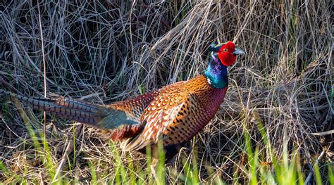 Indiana NRCS is accepting applications to improve wildlife habitat for