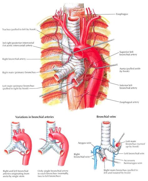 Bronchial, Lung anatomy, Arteries