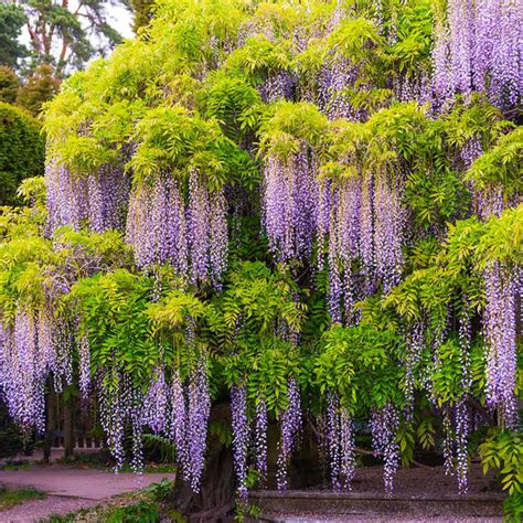 Wisteria Trees for Sale – FastGrowingTrees.com