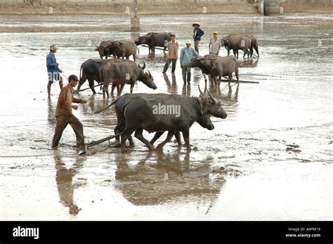 Farmer water buffalo plough in High Resolution Stock Photography and ...