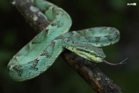 Bamboo Pit Viper (juvenile) © Harshith JV Note: Photographing snakes are risky business ...