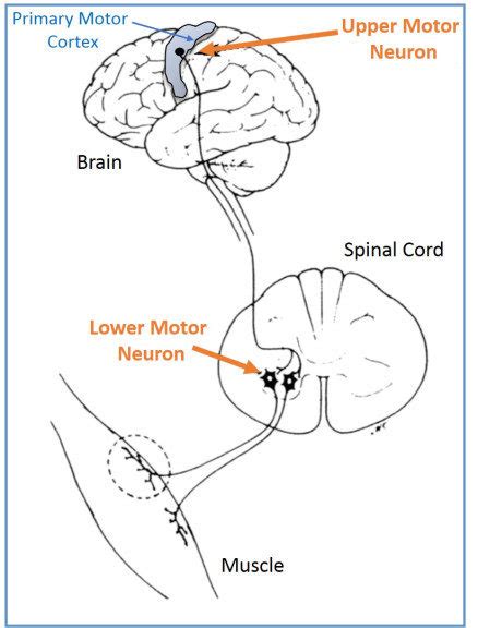 Upper and lower motor neurons - Empty Poetry