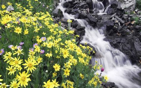 HD Waterfall With Yellow Flowers Wallpaper | Download Free - 100087