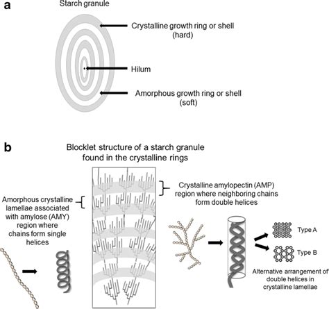 a Schematic view of the structure of a starch granule, with alternating ...