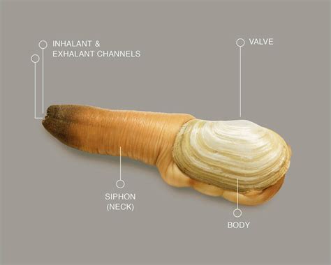 Geoduck Clams: Everything you need to know about them