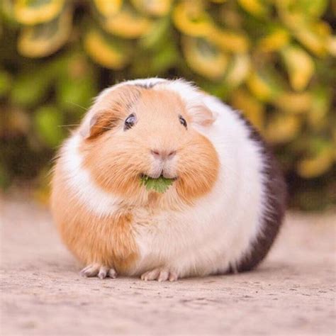 The happiest guinea pig ever 😍 By @twoteenypigs 💕 | Cute guinea pigs ...