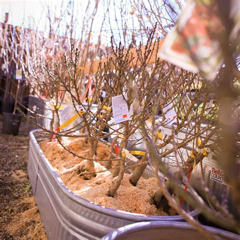 Bare Root Fruit Trees: In-Depth FAQ | Mountain Feed & Farm Supply