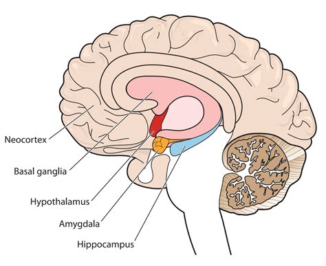 How PTSD affects brain “circuitry” - Reaching Ahead Counseling and Mental Performance