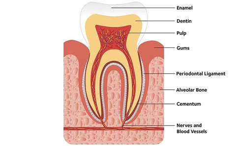 Exposed Tooth Nerve: Things To Know - 1311 Jackson Ave Dental | Dentist ...