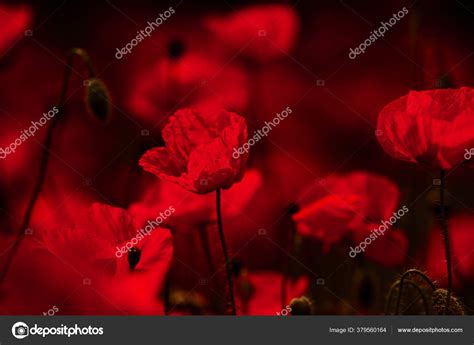 Beautiful Field Red Poppies Sunset Light Close Red Poppy Flowers Stock Photo by ©romeovip 379560164