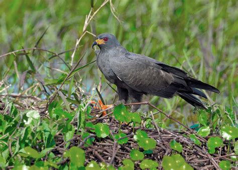 Snail Kite | Audubon Field Guide