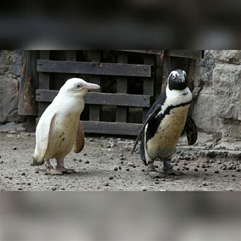 Rare albino penguin at the Gdansk Zoo in Poland 2019 | Penguins, Ocean ...