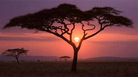 Wallpaper African Savanna Sunset - Pets Lovers