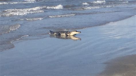 Alligator spotted in water at Surfside Beach - ABC13 Houston