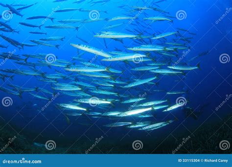 Barracudas stock photo. Image of marine, school, fish - 33115304