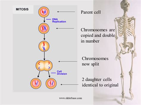 Mitosis 2 - Presentation Genetics