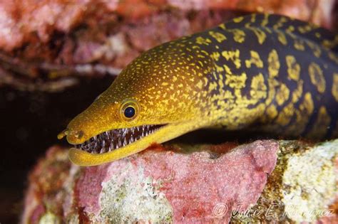 Moray Eel Teeth / Saw-tooth Moray Eel | Portrait of a Saw-tooth Moray Eel (Gym… | Flickr ...