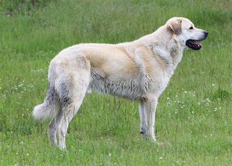 Anatolian Shepherd Puppies for Sale - Marble Peaks Ranch